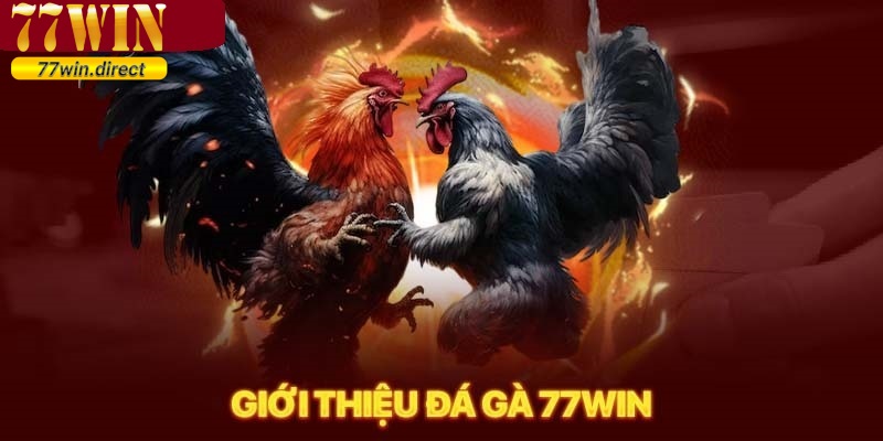 Sân chơi đá gà 77win hợp tác các trường gà nổi tiếng